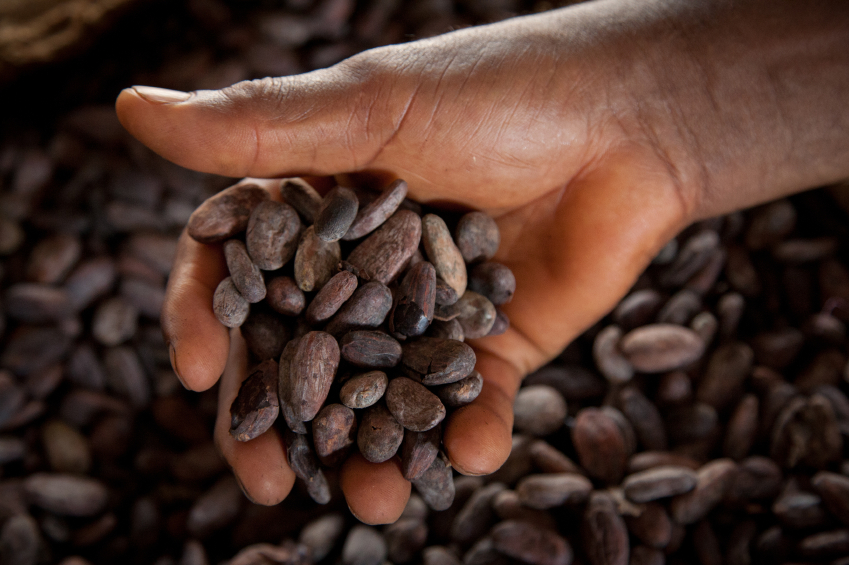 Yeasts associated with cacao beans have great diversity. Photo / iStock